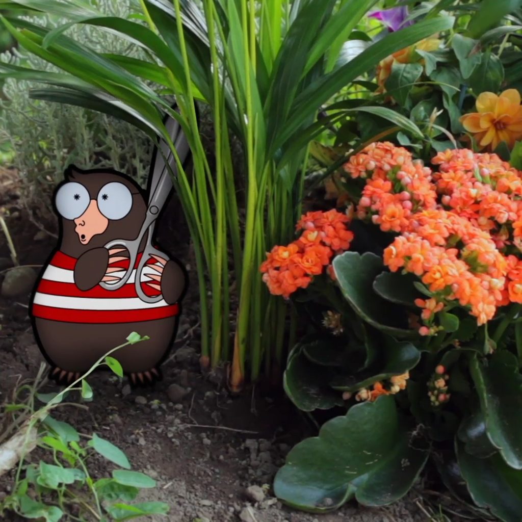 video design project